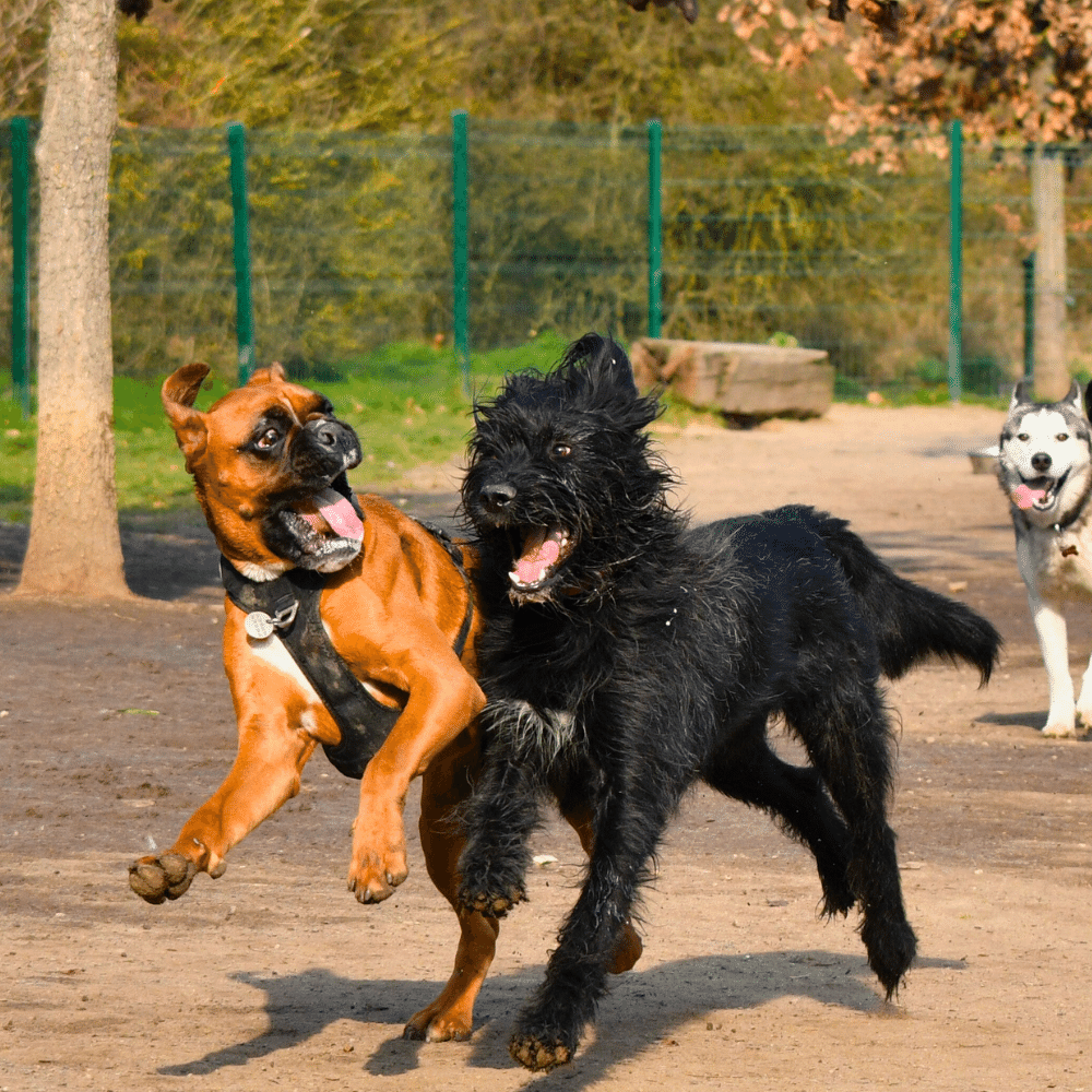 Energetic dogs running freely in a fenced park area playing with one another