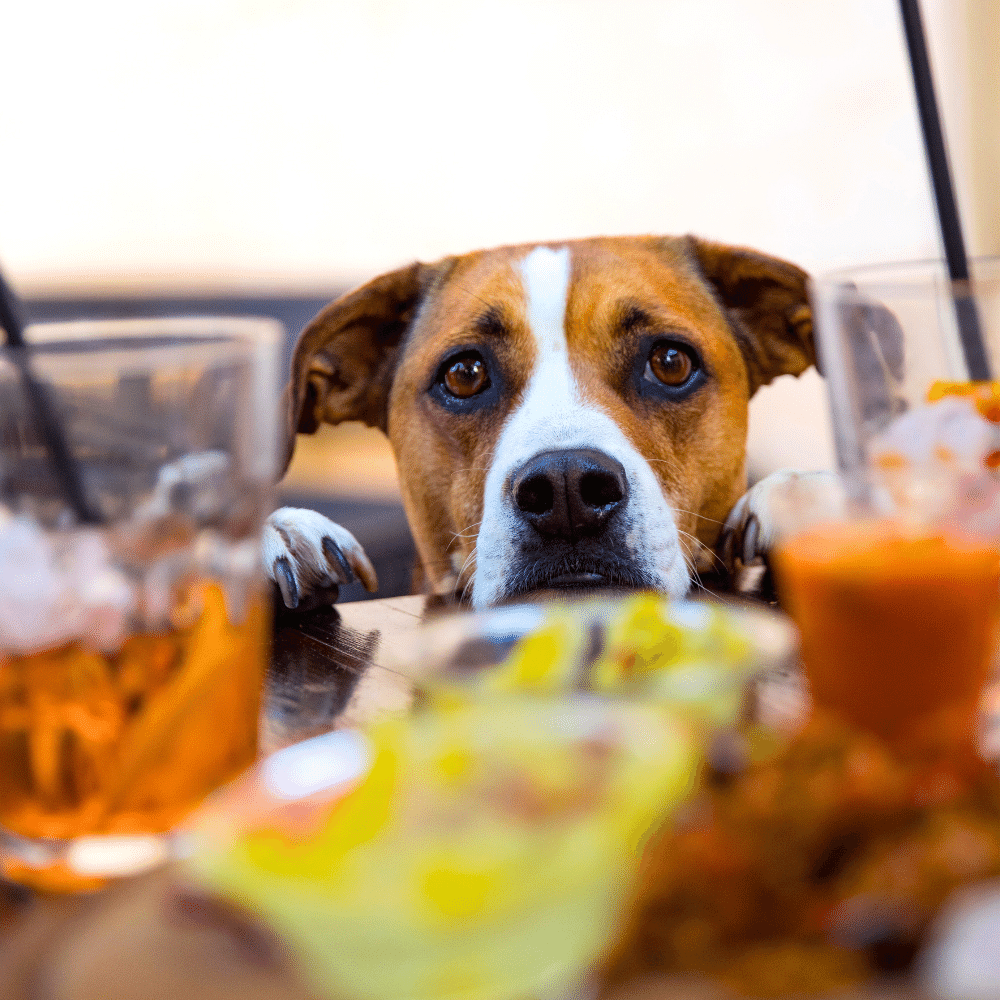 A dog and its owner dining at a dog-friendly restaurant