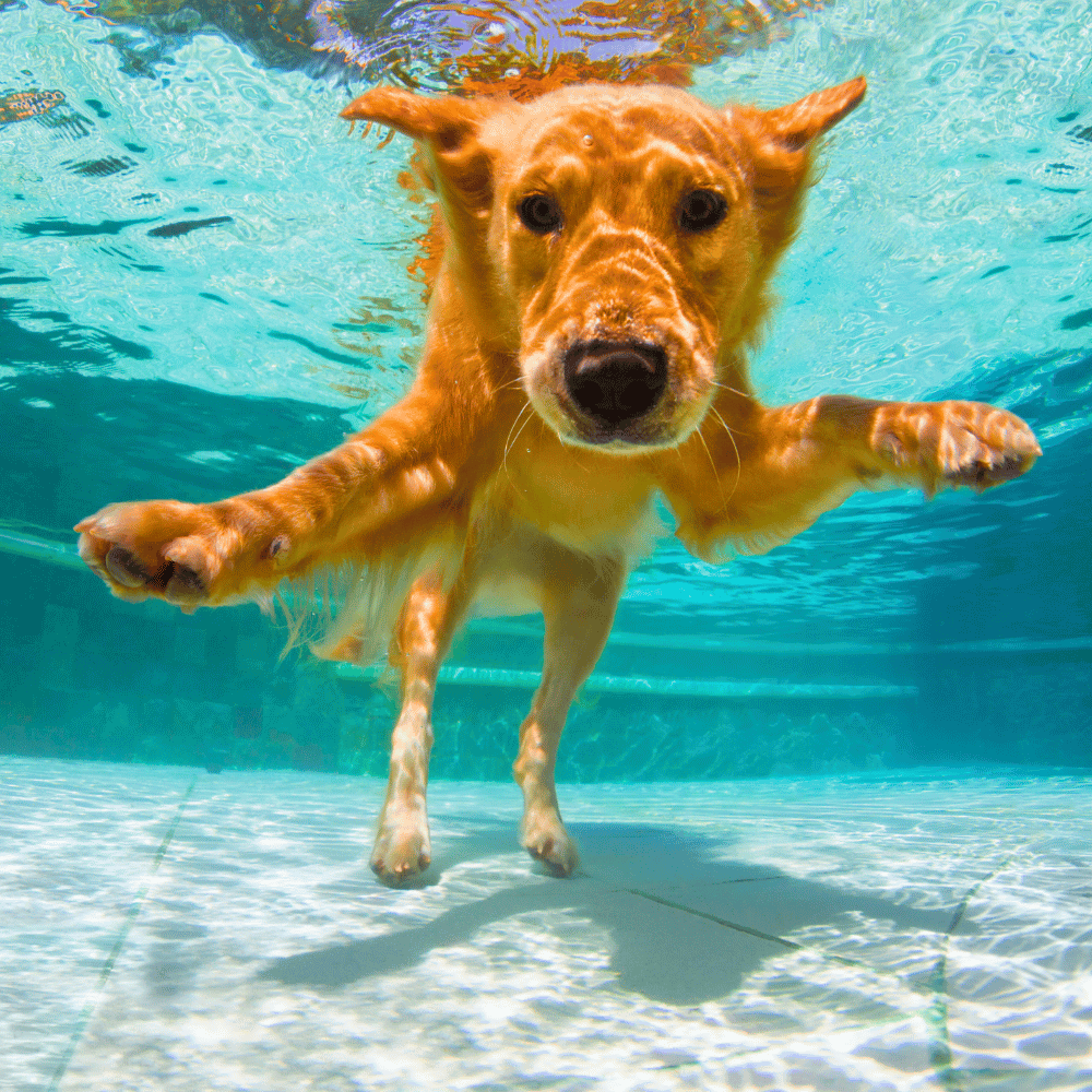 A dog cooling off in a pool on a hot summer day