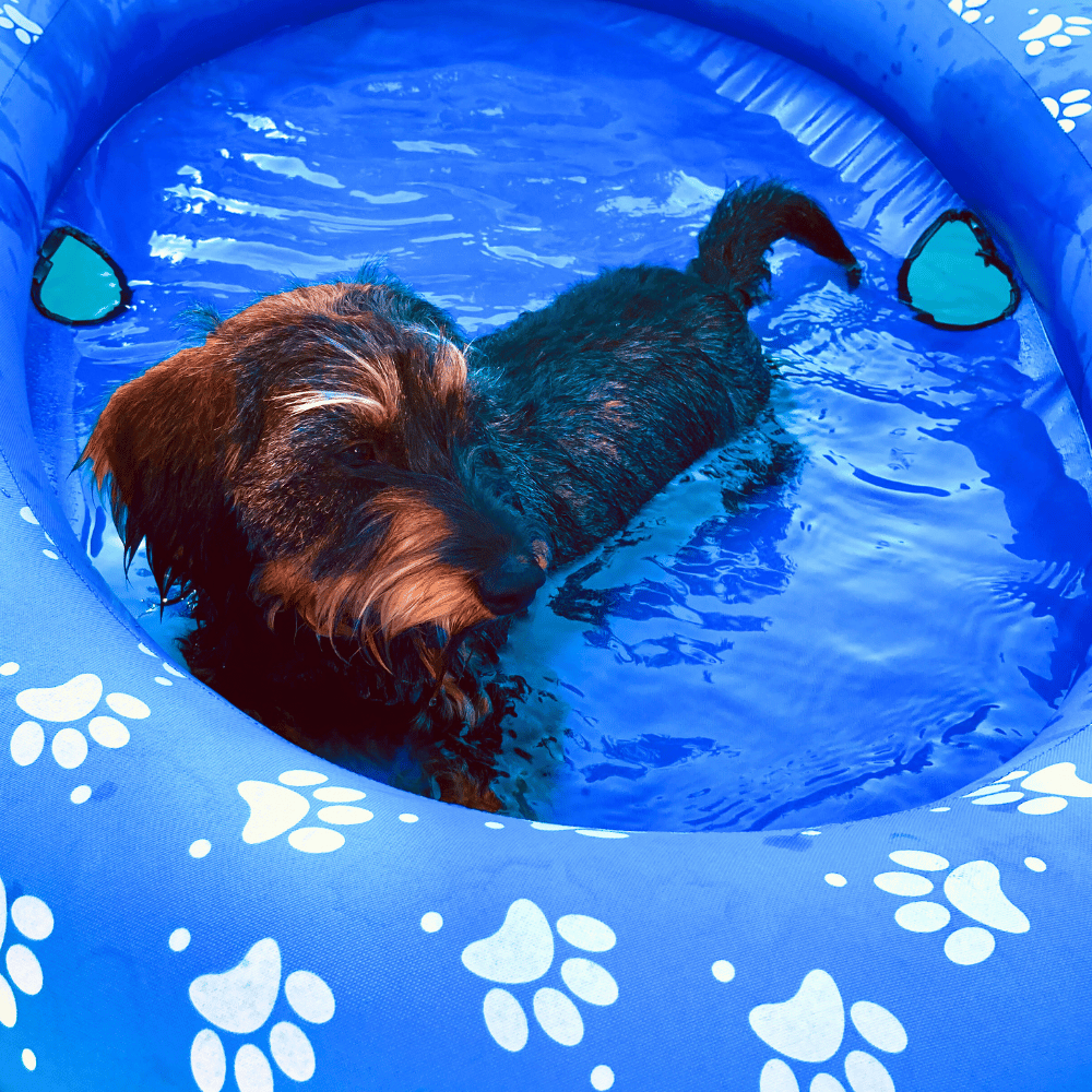 A dog cooling off in a portable dog pool on a hot day