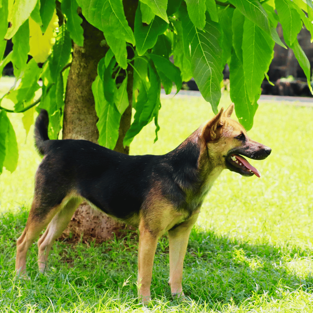 Dog resting in shade to avoid direct sunlight