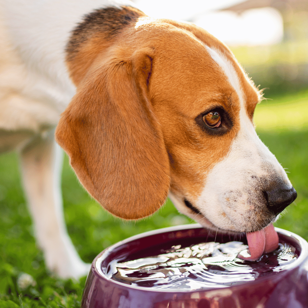 Dog sipping fresh water while resting in shade