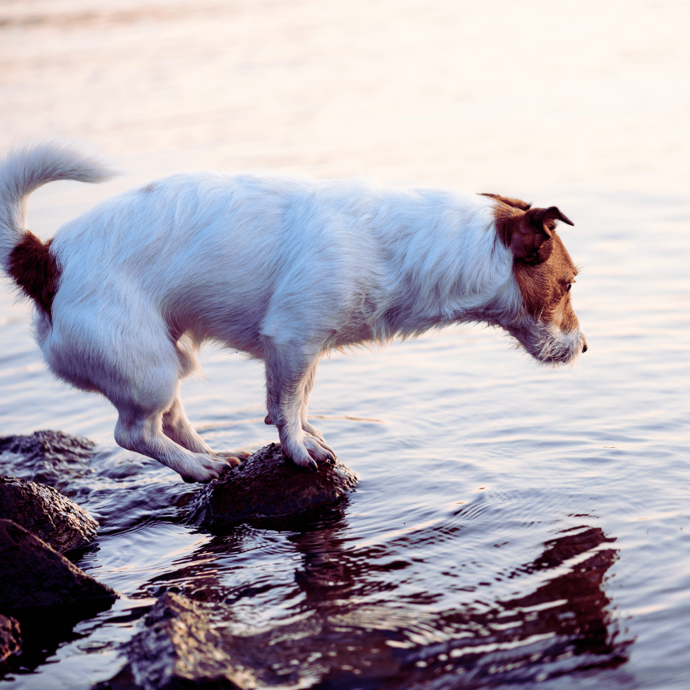 Dog poised at the water's edge, ready for a dusk swim