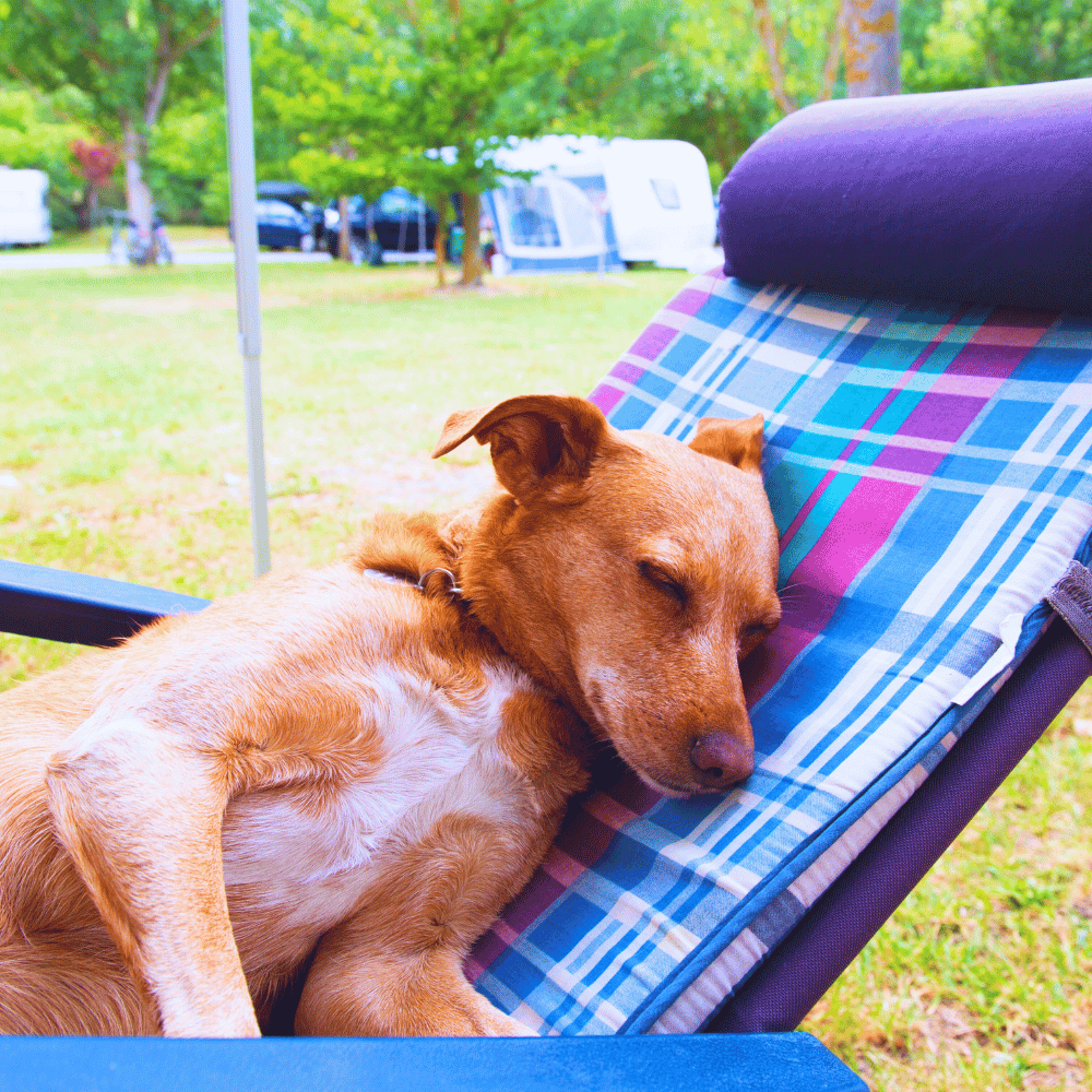 Dog sleeping soundly on a lawn chair