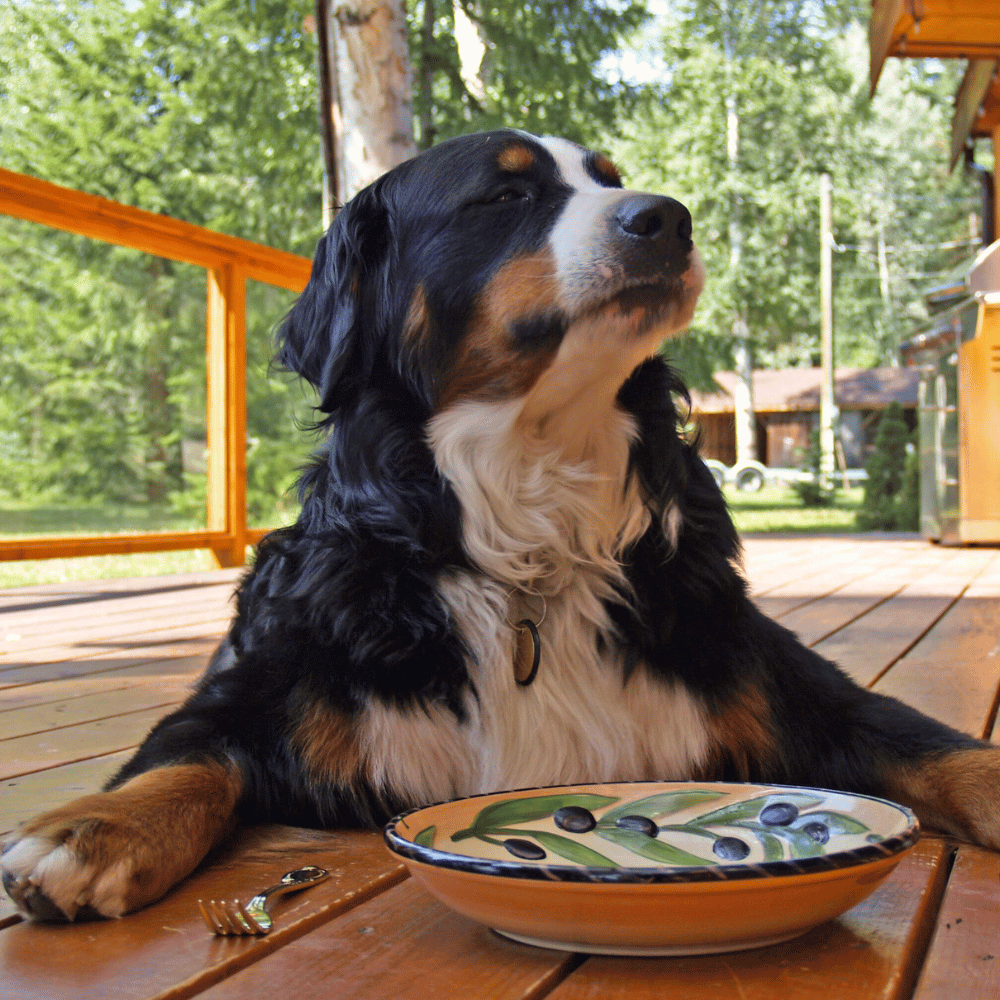 Dog beside a bowl, ready for mealtime