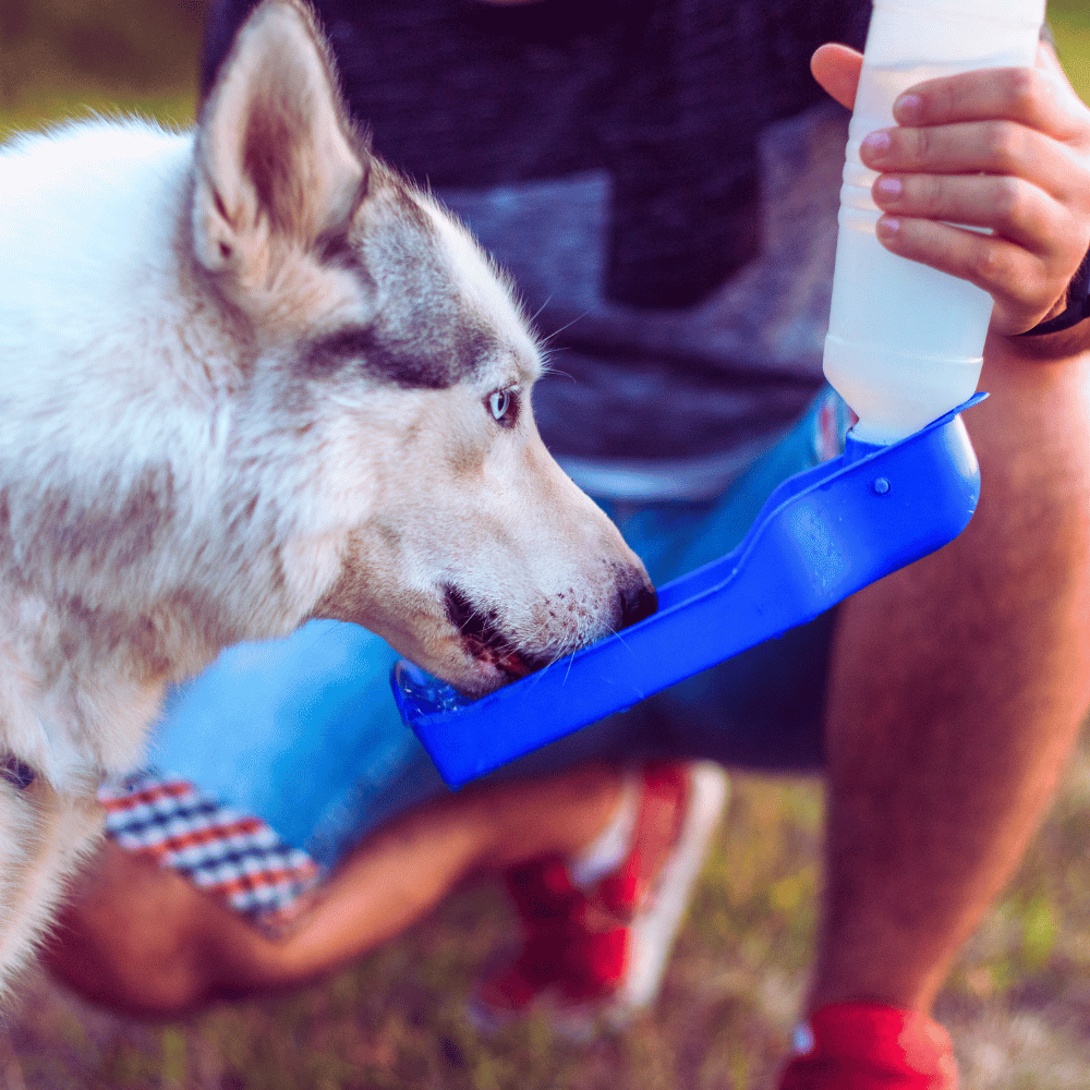 A dog drinking water to cool off on a hot day