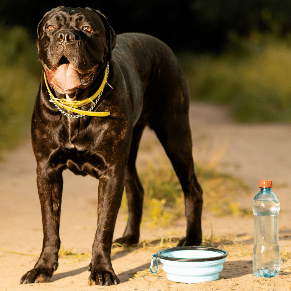 Dog on a hike, pausing for a hydration break