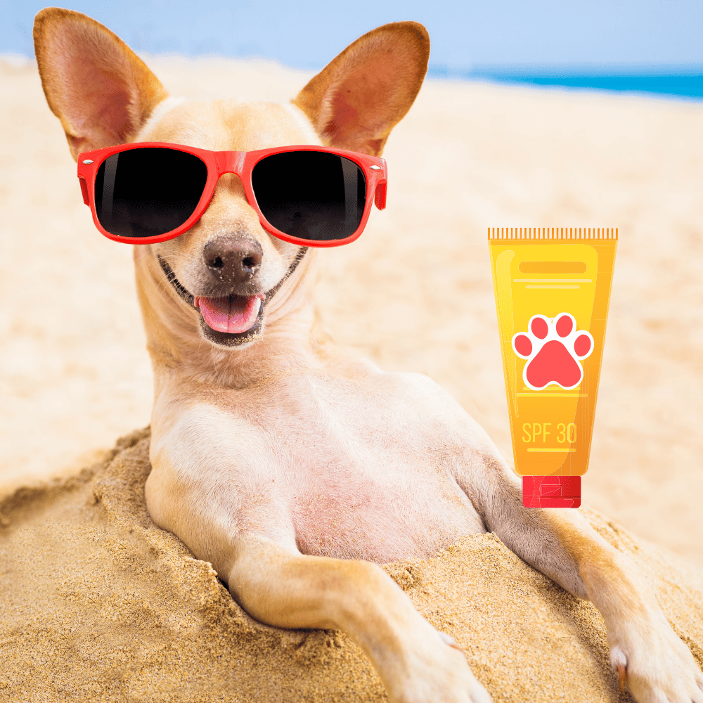 Dog relaxing on sandy beach with sunscreen bottle beside