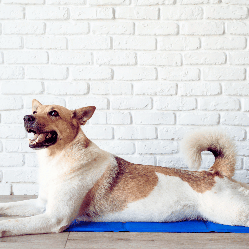 A dog lying on a cooling dog bed to stay cool on a hot day