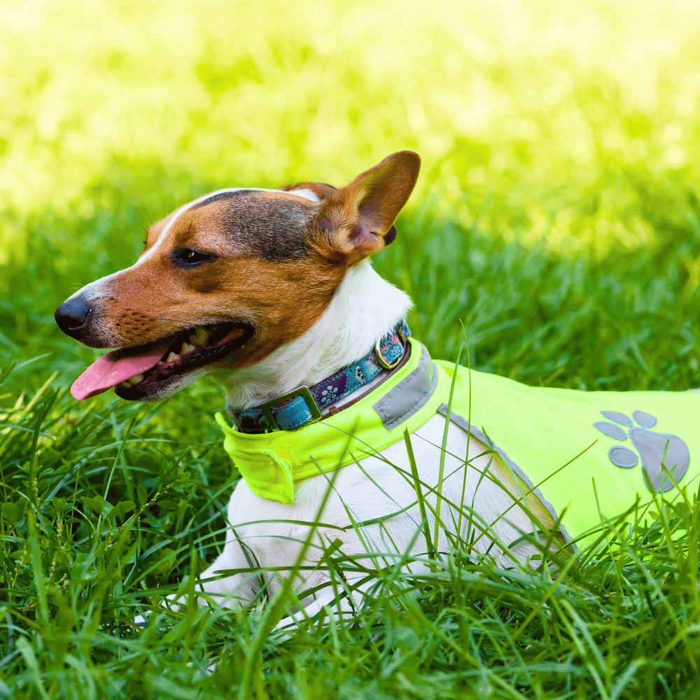 A dog enjoying a cool treat on a hot summer day