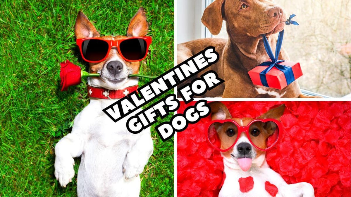 Do People Buy Valentine's Gifts For Their Pets?